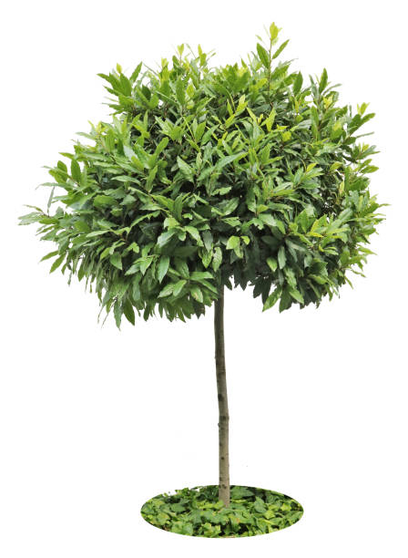 Laurier 'Little ragu'