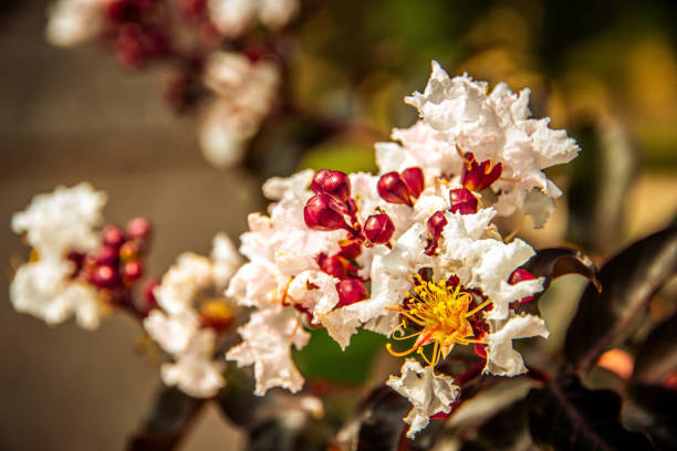 Lagerstroemia 'Lunar magic'