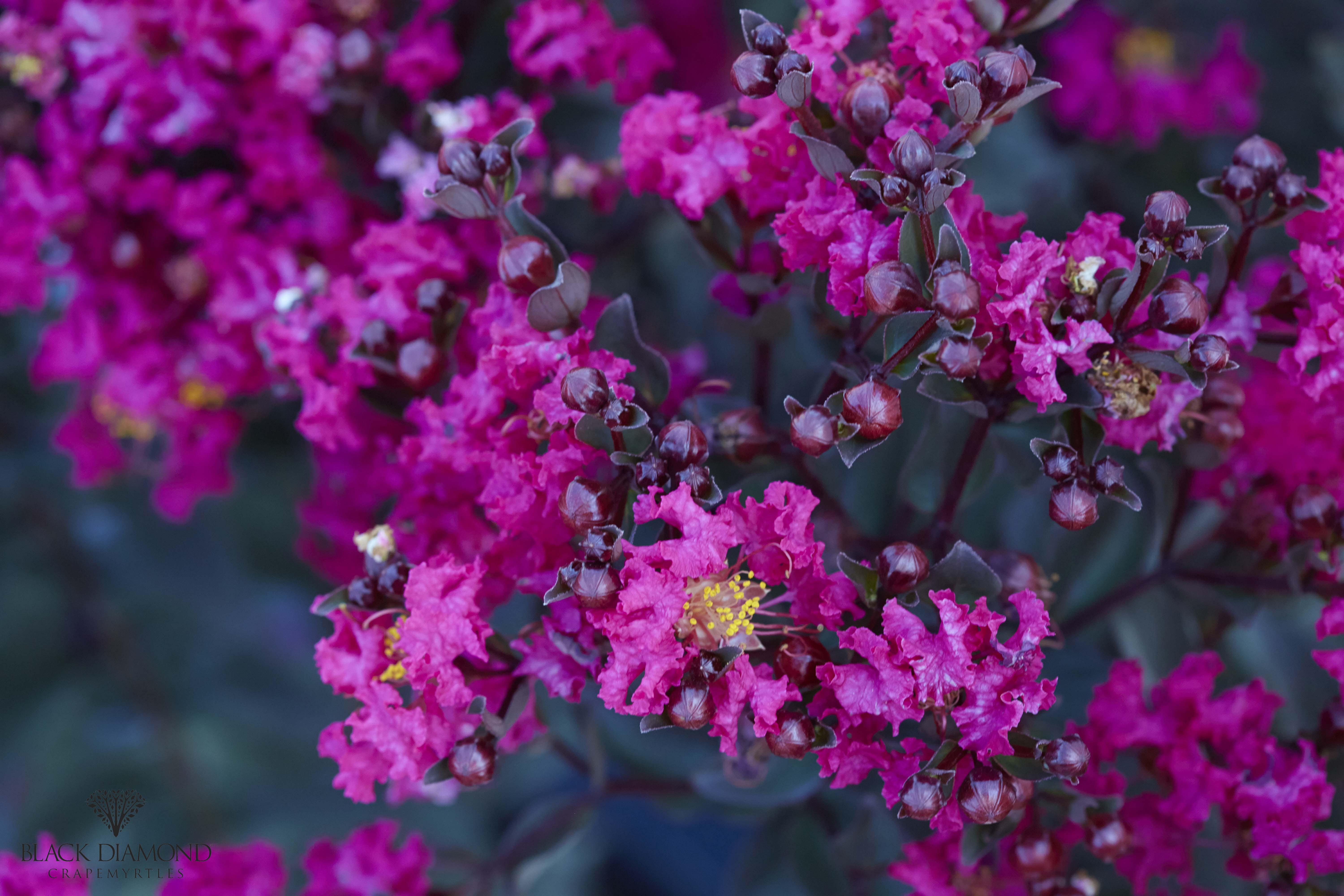 Lilas des indes 'Lavender lace'