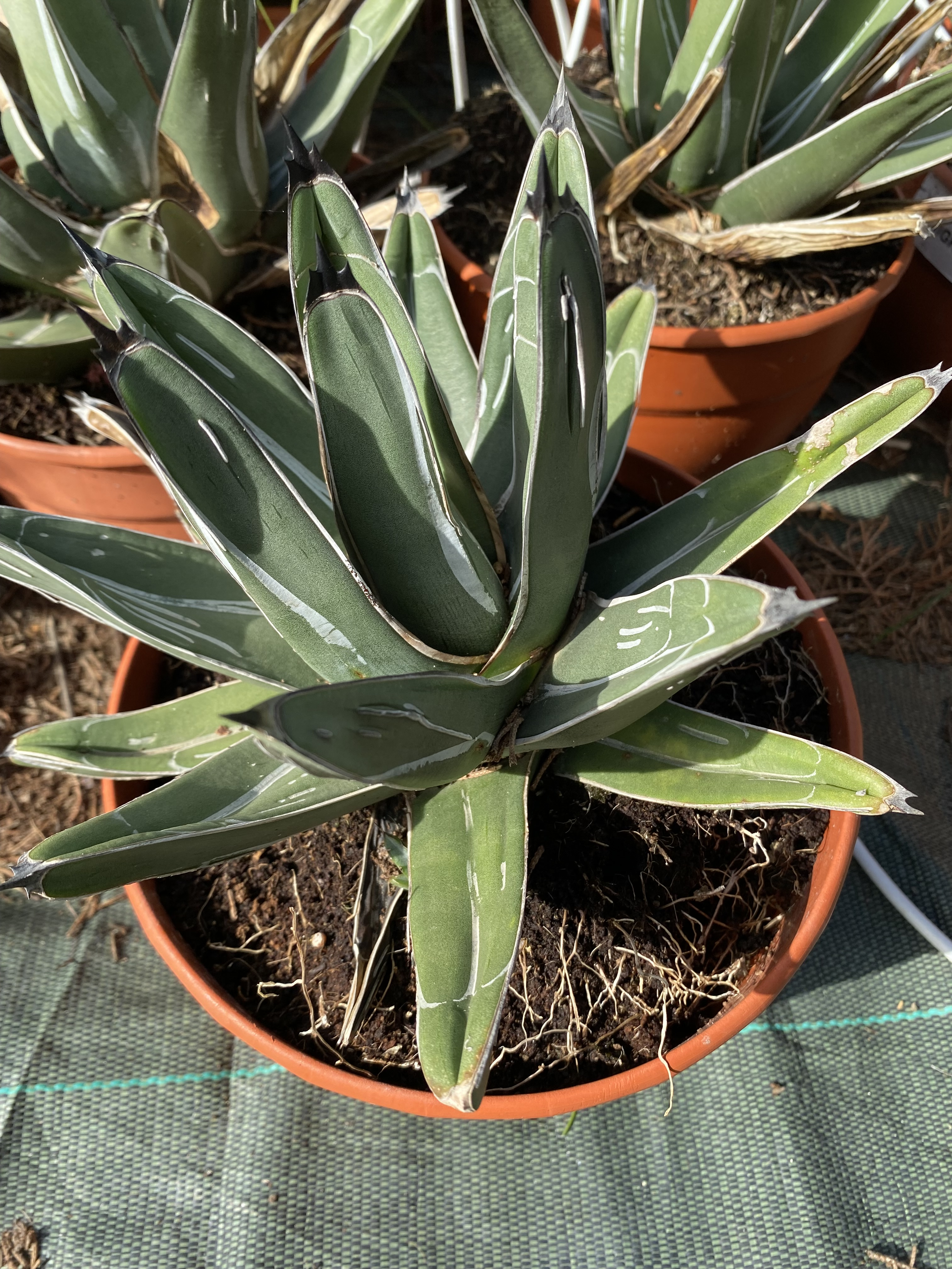 Agave  ferdinand  'Regis'