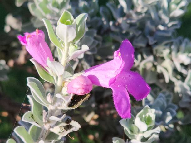 Sauge du désert 'San jose'