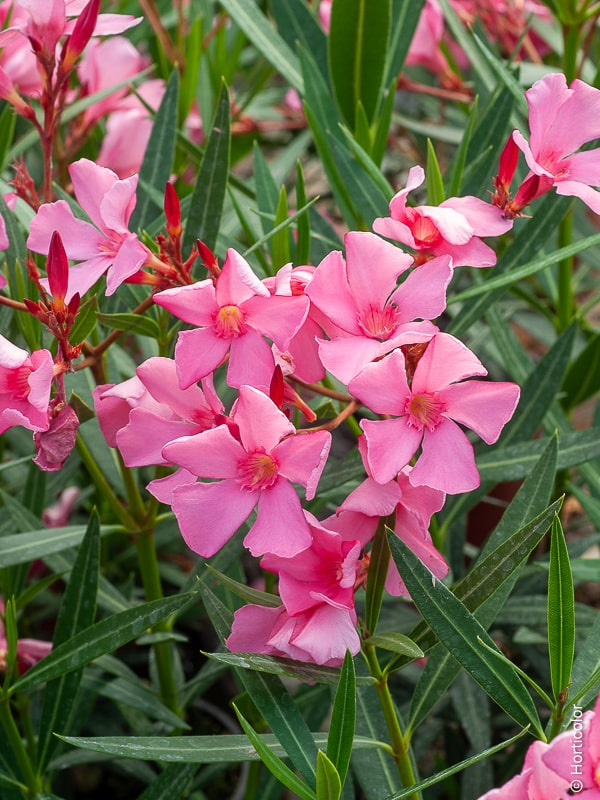 Laurier rose 'Maurin des maures''