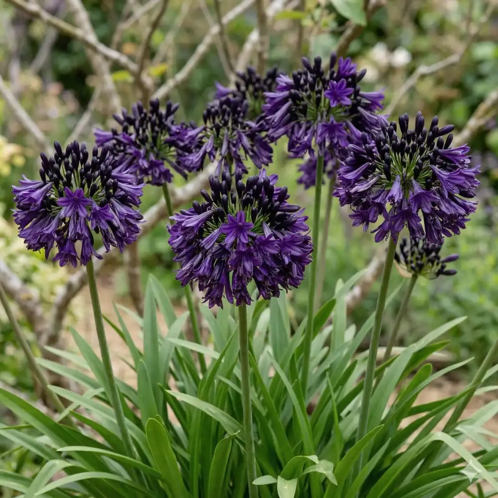 Agapanthe hybride 'Black jack'