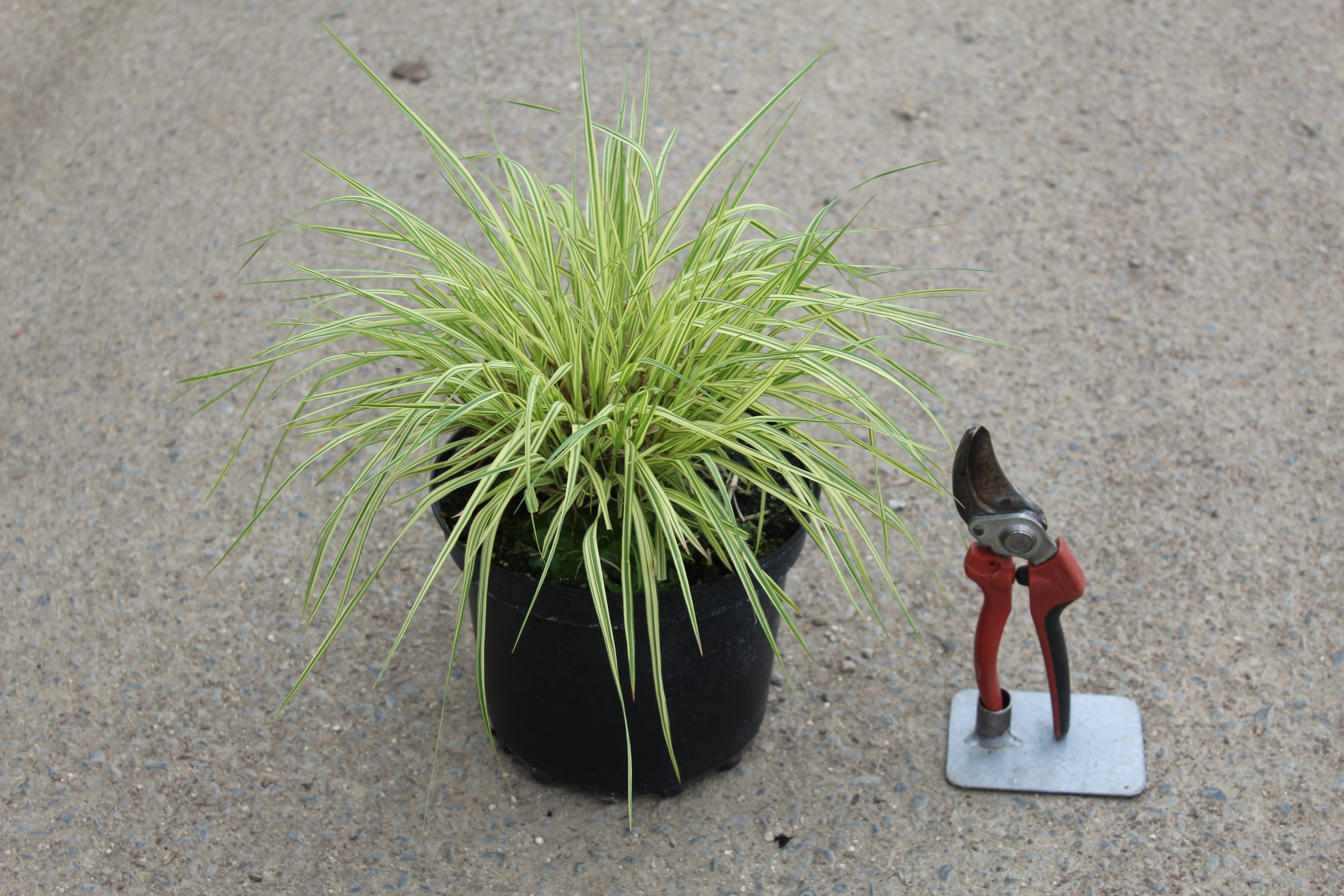 Molinie bleue 'Variegata'