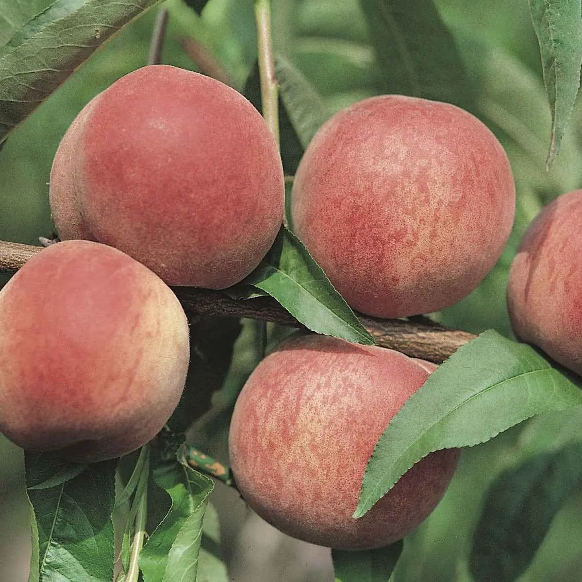 Pêcher 'Grosse mignonne '