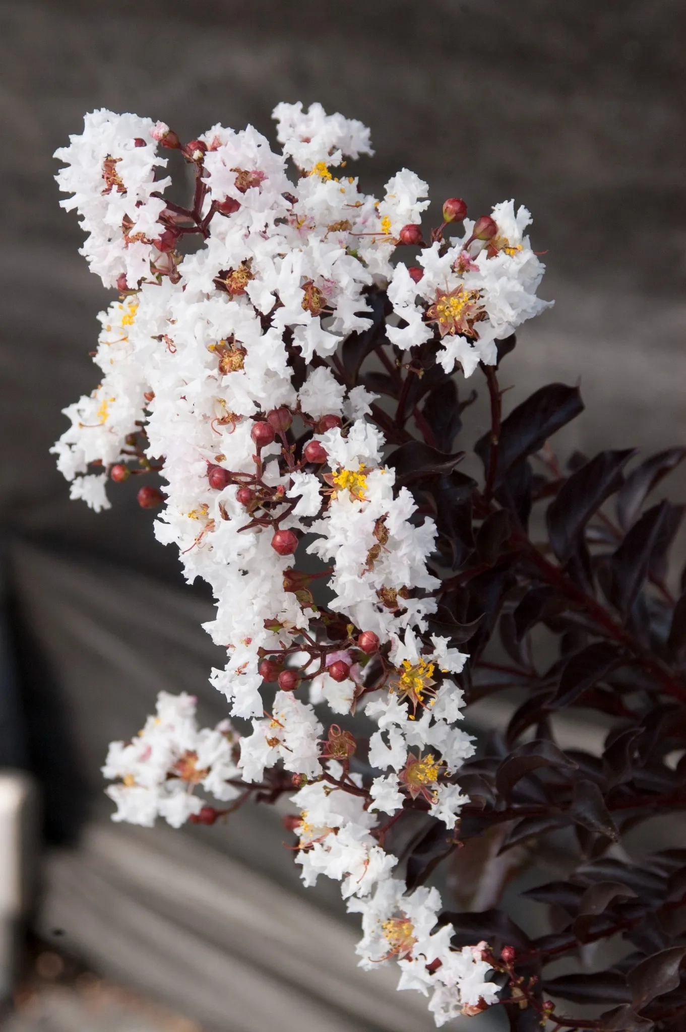 Lilas des indes 'Moonlight magic'