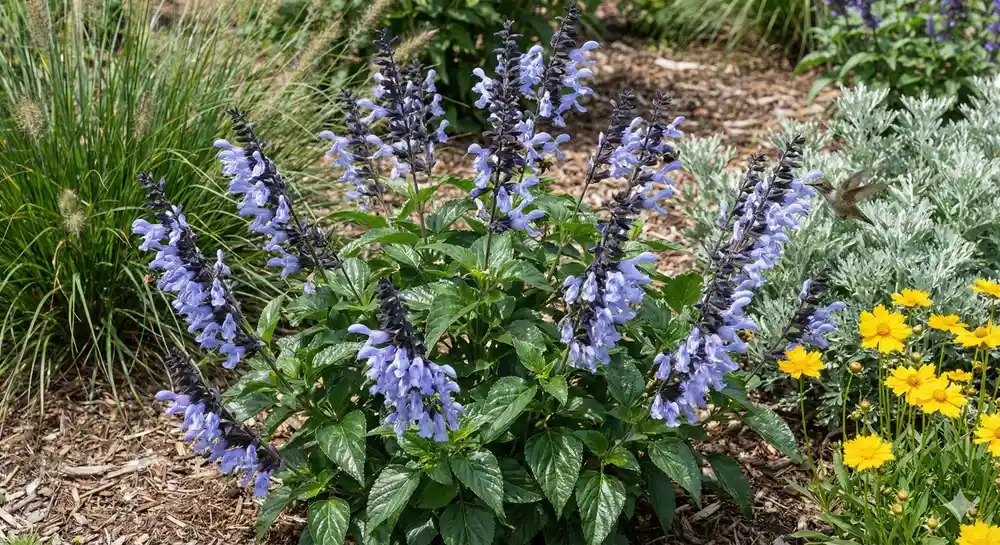 Sauge guarani 'Rockin ' sky blue ®'