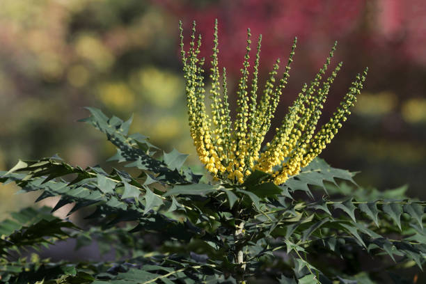 Mahonia 'Winter sun'