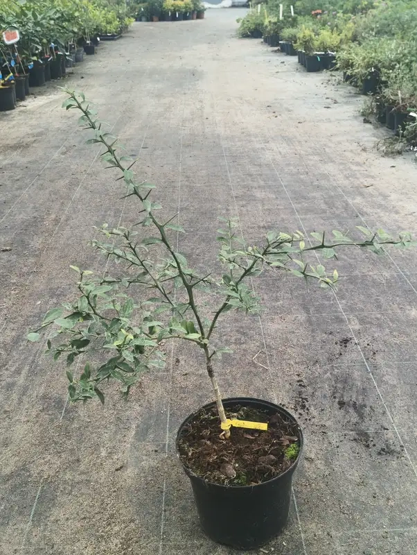 Citronnier caviar 'Faustrime'