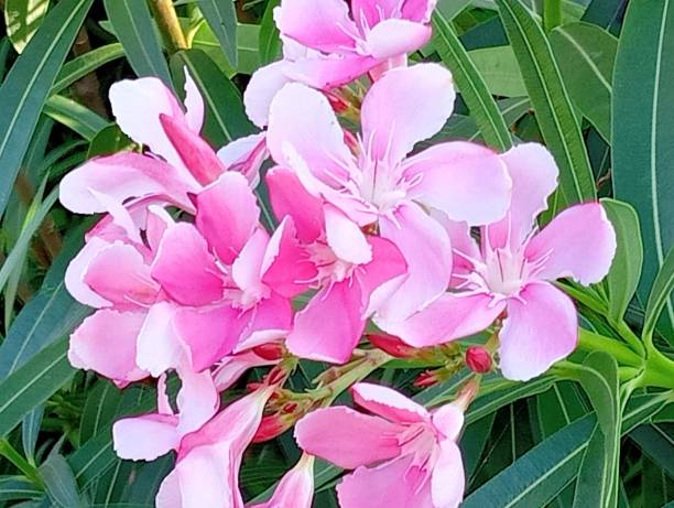 Laurier rose 'Simie'