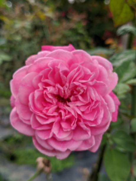 Rosier 'Line renaud  '