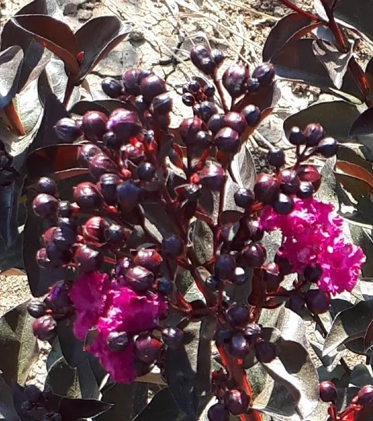 Lilas des indes 'Rhapsody in blue'