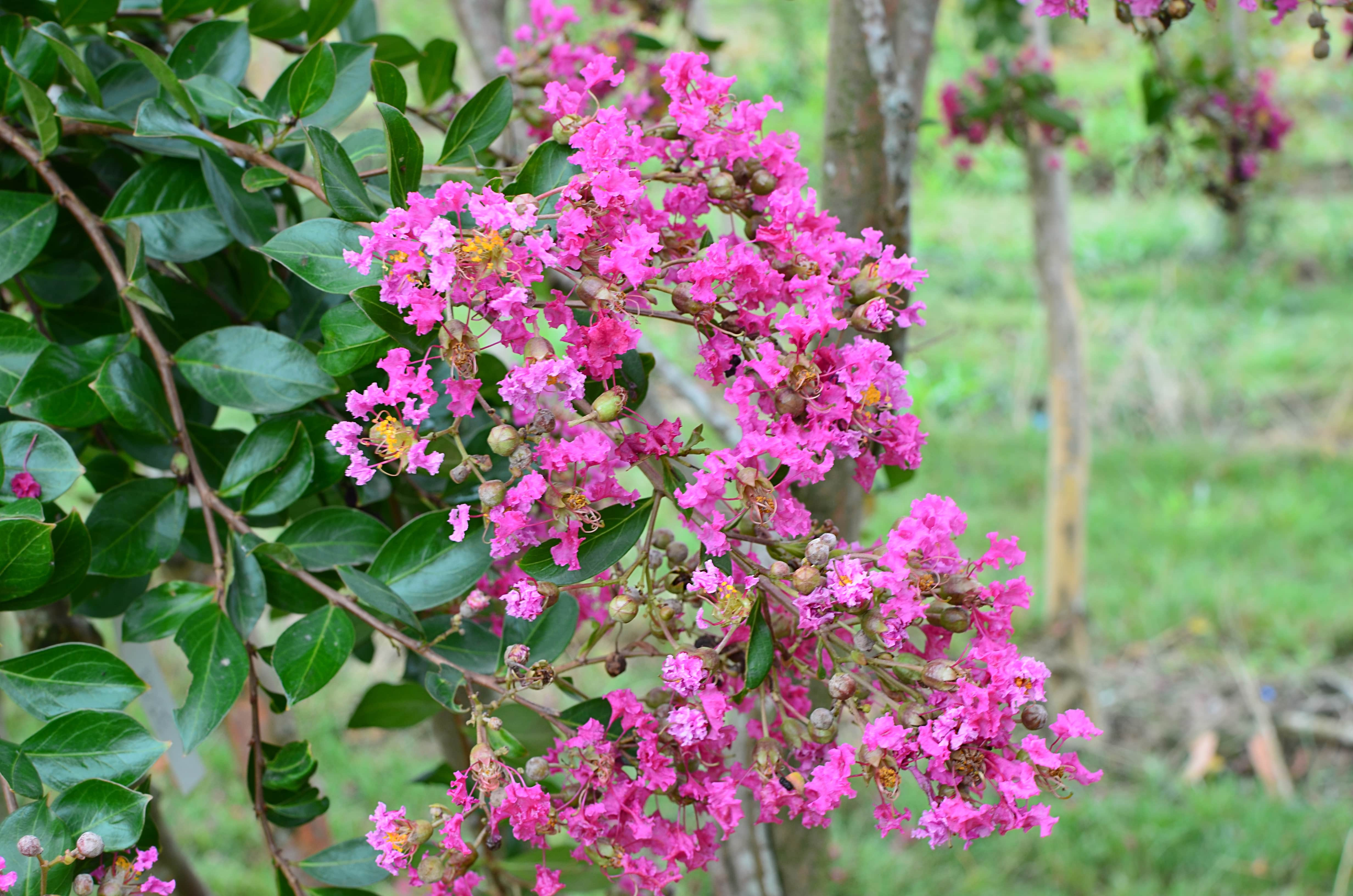 Lilas des indes 'Auguste violet'