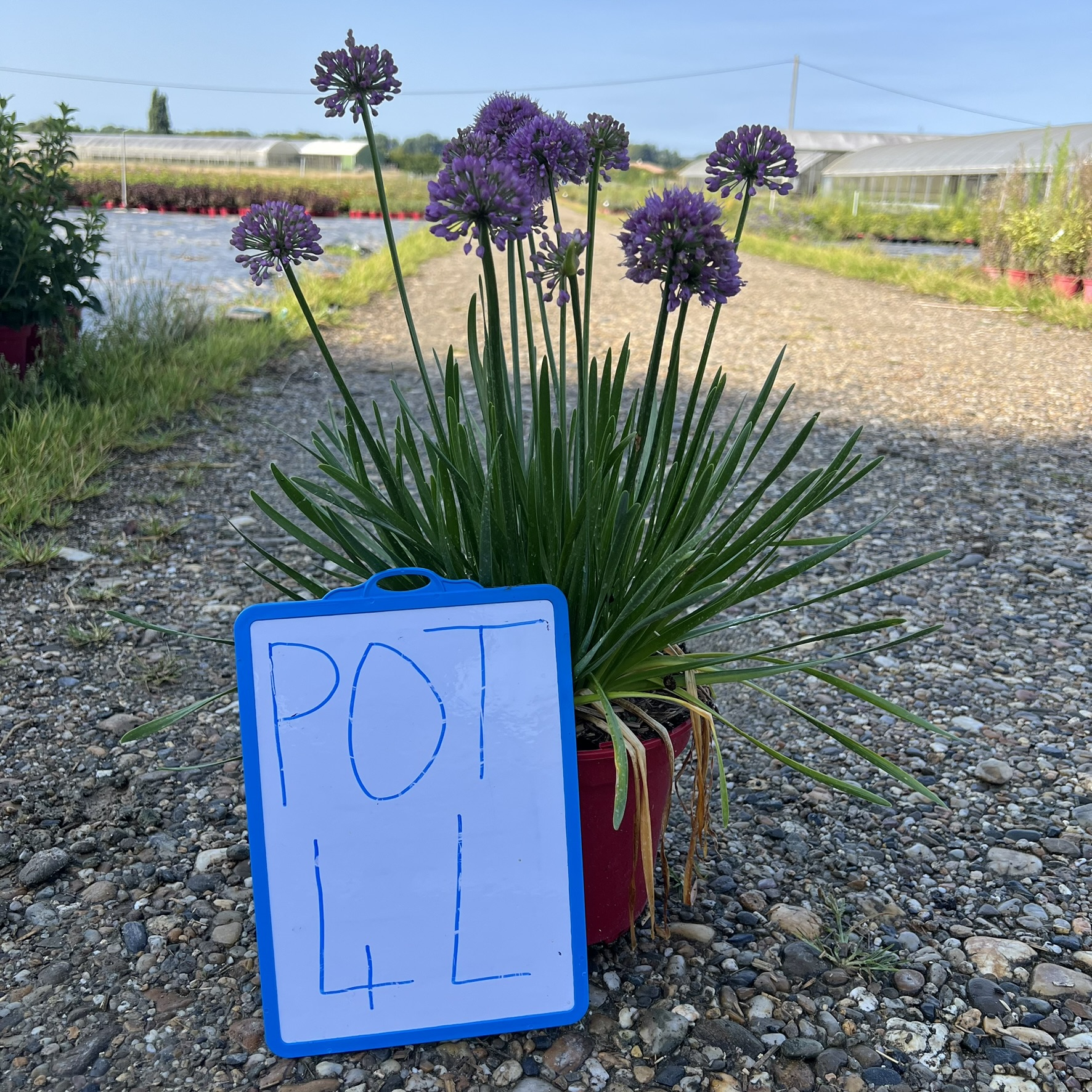 Ail d'ornement 'Bubble bath ®'