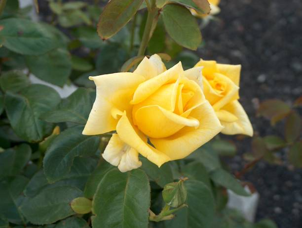 Rosier 'Parure d'or '