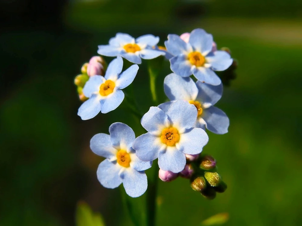 Myosotis des marais