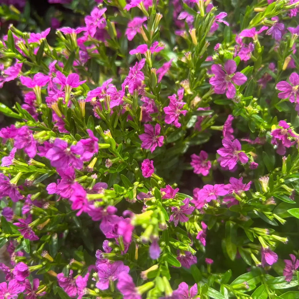 Cuphea 'Rubra'