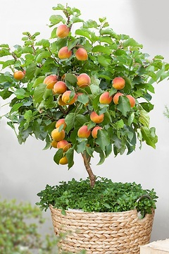 Abricotier 'Doucoeur'