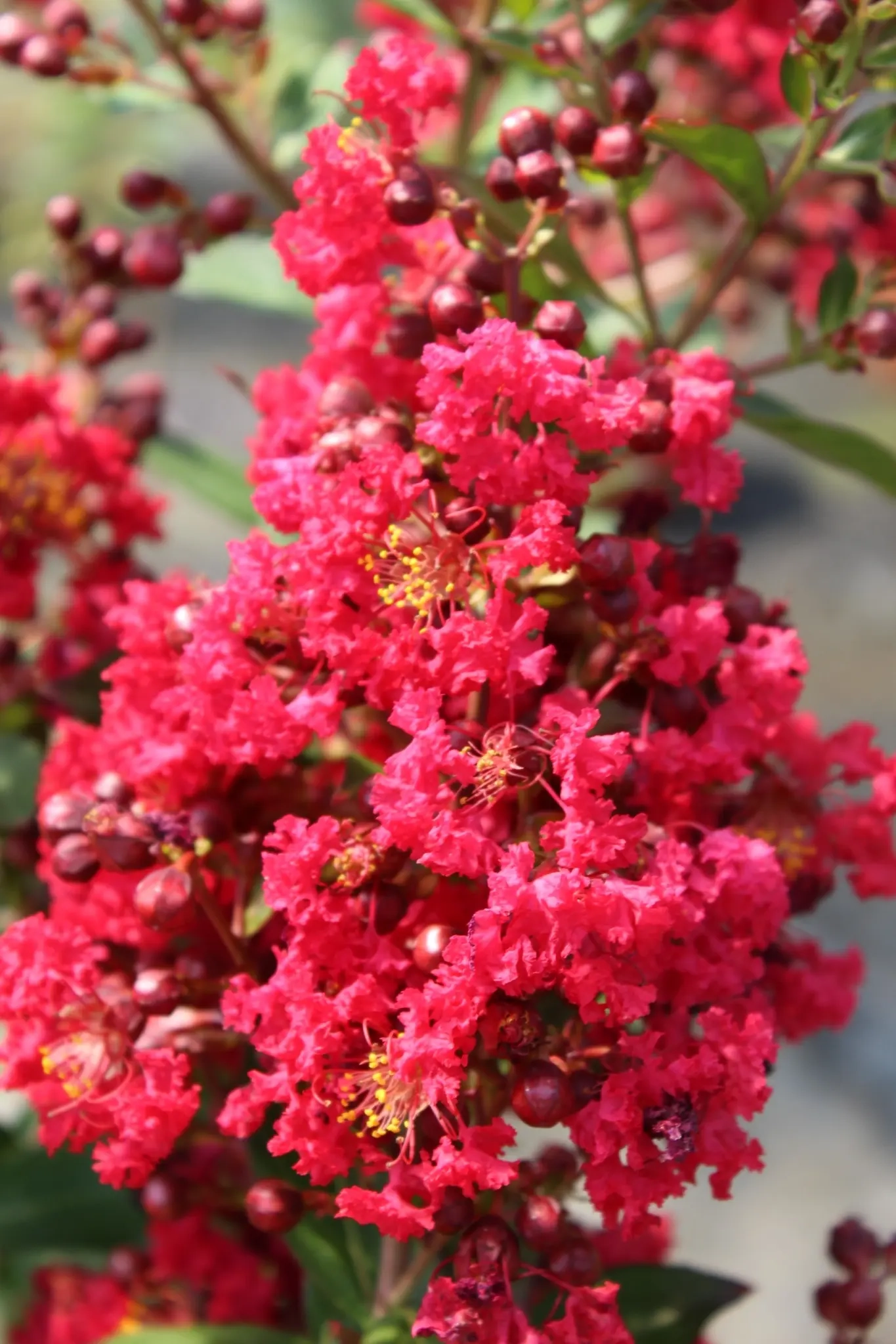 Lilas des indes 'Enduring red'