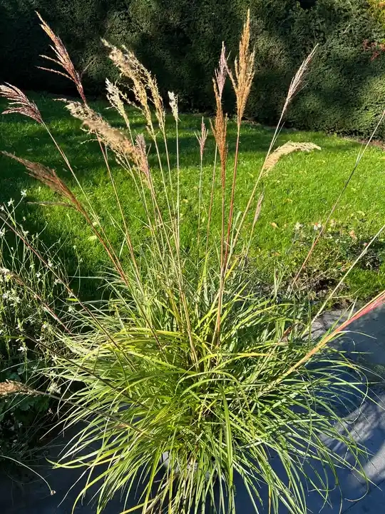 Miscanthus 'Miscanvert'