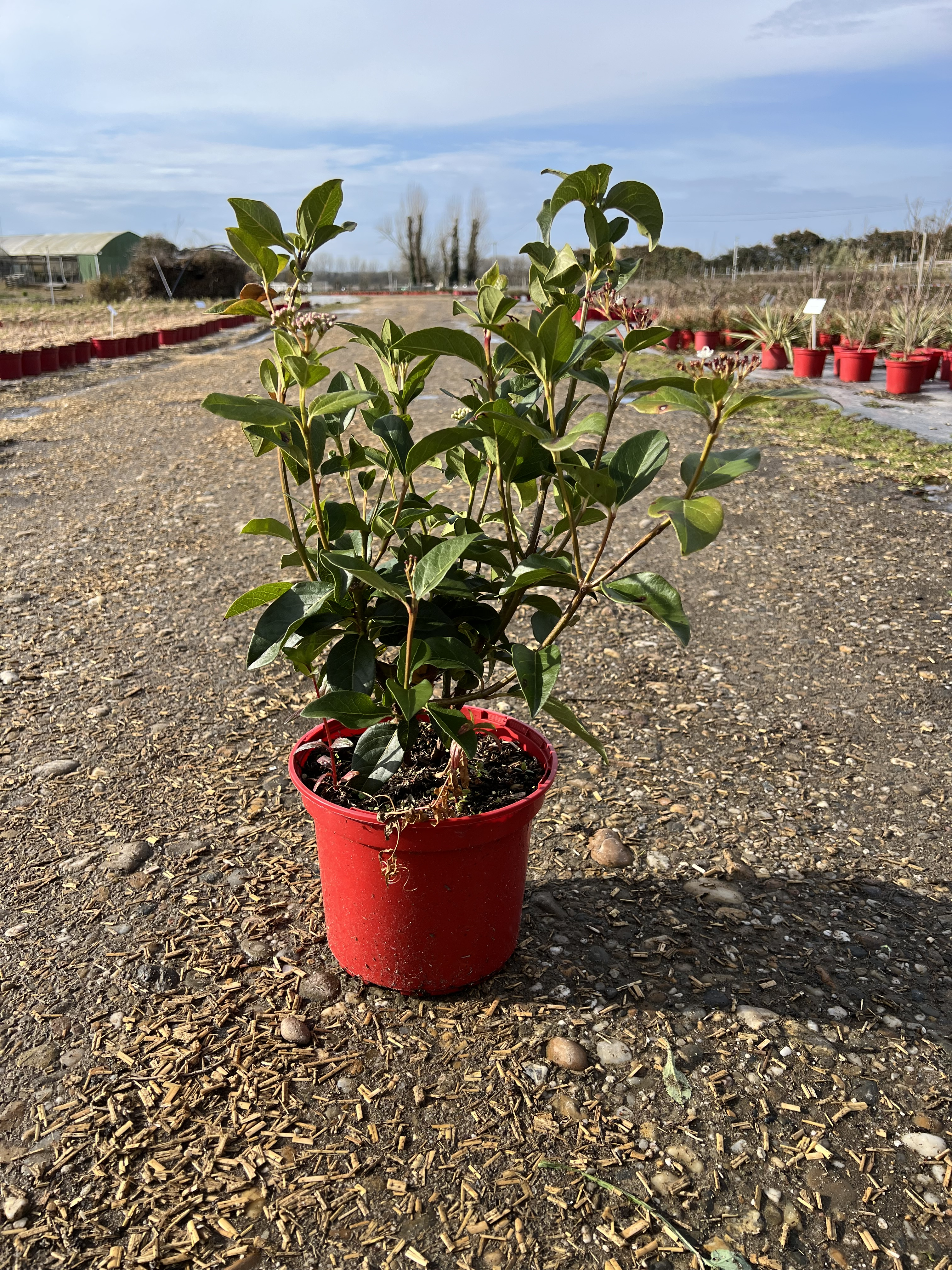 Laurier-tin 'Macrophyllum'
