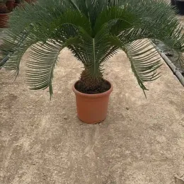 Cycas du Japon (Cycas revoluta) — palme rigide en rosette dans pot plastique · Pot 10L