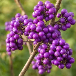 Arbre aux bonbons (Callicarpa bodinieri) — grappes de petits fruits violets brillants