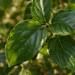 Cornouiller du japon 'Robert's select' (Cornus kousa) — gros plan de feuilles vertes nervurées