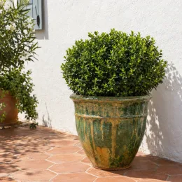 Fusain du japon 'Jean hugues' (Euonymus japonicus) — buisson dense arrondi dans grand pot vernissé · Photo d'illustration