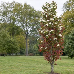 Cornouiller du japon 'Sluis slim' (Cornus kousa) — jeune arbre fleuri au feuillage panaché rouge et vert