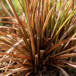 Laîche de buchanan 'Red rooster' (Carex buchananii) — gros plan de touffe de feuilles rubanées brunes · Photo d'illustration