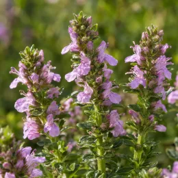 Germandrée (Teucrium) — grappes de petites fleurs mauves sur tiges dressées · Photo d'illustration