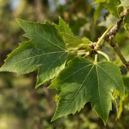 Platane commun 'Alphen's globe' (Platanus acerifolia) — feuilles lobées vertes sur rameau en gros plan