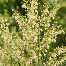 Noisetier 'La siberica' (Nolina hibernica) — nombreuses petites clochettes crème en panicules denses