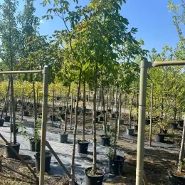 Marronnier à fleurs rouges 'Briotii' (Aesculus carnea) — jeune arbre en pot tuteuré en pépinière · Pot 30L Tige 12/14