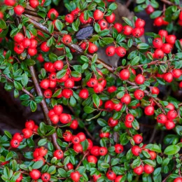 Cotoneaster