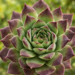 Joubarbe mint chocolate chip 'Chick charms mint chocolate chip' (Sempervivum) — rosette de succulente verte aux pointes pourpres · Photo d'illustration