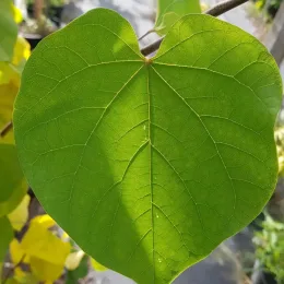 Gainier du canada (Cercis canadensis) — gros plan sur une grande feuille verte · Pot 6L