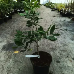 Citronnier compact à citron prime sans pépins 'Cappuccio' (Citrus limon) — jeune arbuste en pot sur allée de serre · Pot 5L Tige