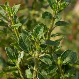 Sauge arbustive orange 'Salmon' (Salvia greggi) — gros plan sur feuillage vert dense et texturé · Photo d'illustration