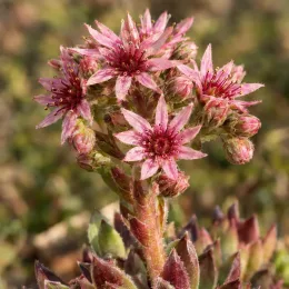 Joubarbe 'Bigsam® red mellow' (Sempervivum) — gros plan sur inflorescences étoilées roses