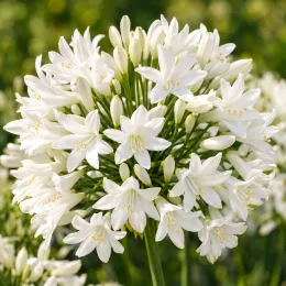 Agapanthe 'Nina white' (Agapanthus africanus) — ombelle dense de fleurs blanches ouvertes · Photo d'illustration
