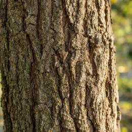 Robinier faux-acacia 'Bessoniana' (Robinia pseudoacacia) — gros plan sur écorce d arbre rugueuse