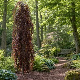 Hêtre commun 'Purple fountain' (Fagus sylvatica) — arbre étroit au port retombant dans un sous-bois