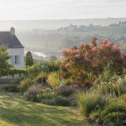 Arbre à perruque 'Flame' (Cotinus coggygria) — massif de jardin avec grand arbuste vaporeux · Photo d'illustration
