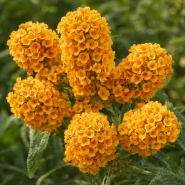 Arbre aux papillons 'Sungold orange' (Buddleia weyeriana) — gros plan sur grappes de petites fleurs orange · Photo d'illustration