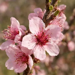 Pêcher 'Roussanne de monein' (Prunus persica) — gros plan de fleurs roses à étamines rouges · Photo d'illustration