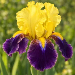Iris d'allemagne 'Millestone jaune' (Iris germanica) — gros plan d'une fleur bicolore épanouie · Photo d'illustration