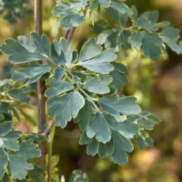 Thalictrum 'Purpureum' (Thalictrum aquilegifolium) — gros plan sur feuillage découpé vert bleuté · Photo d'illustration
