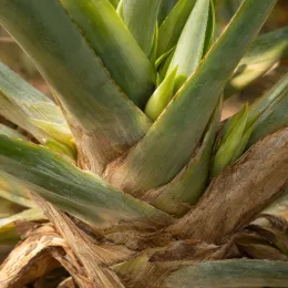 Plante de terrain sec (Furcraea quicheensis) — gros plan sur rosette de feuilles charnues · Photo d'illustration